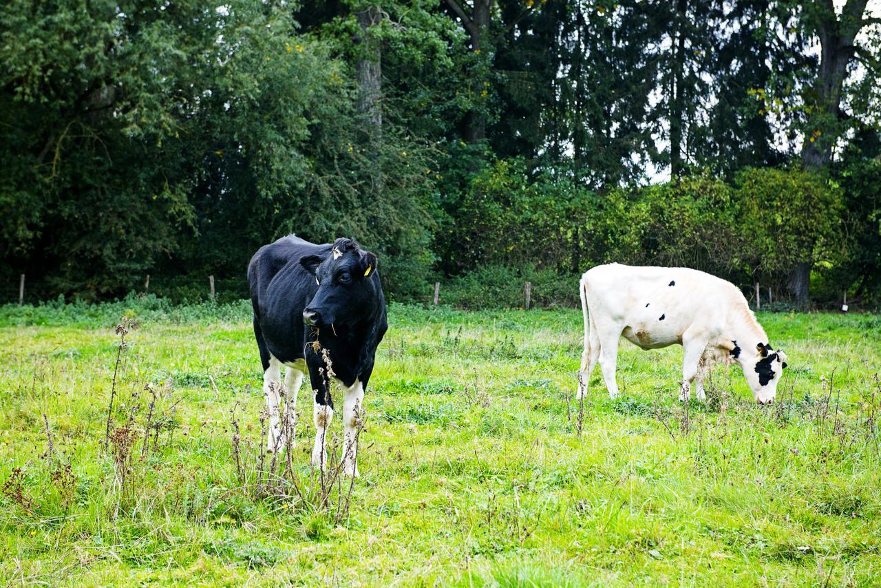 In Den Roden Leeuw Van Limburg Wittem ภายนอก รูปภาพ